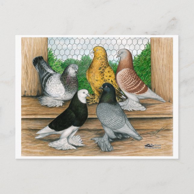 Väster of England Tumbler Pigeons Vykort (Framsida)