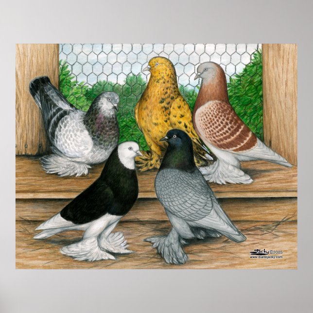 Väster of England Tumblers Poster (Framsidan)