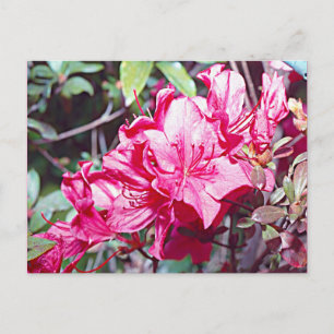 Väster Virginia Rhododendron Maximum Vykort