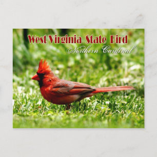Väster Virginia State Bird - Northern Kardinal Vykort