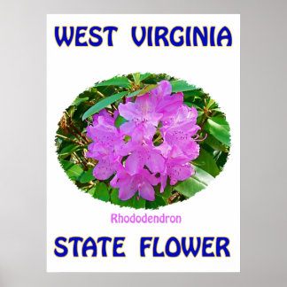 Väster Virginia State Flower, Rhododendron, Poster