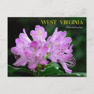 Väster Virginia State Flower: Rhododendron Vykort