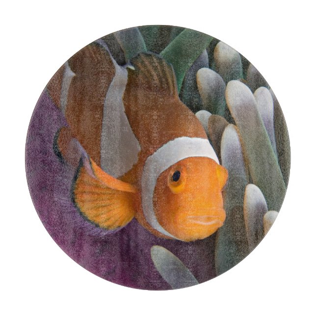 Västerländsk klovananemonfisk (Framsidan)