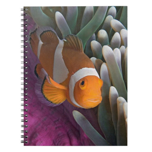 Västerländsk klovananemonfisk anteckningsbok (Framsidan)