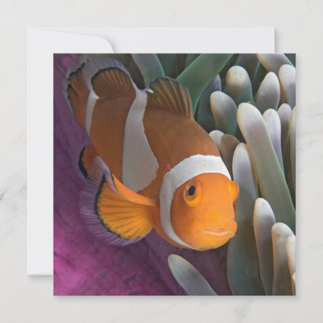 Västerländsk klovananemonfisk anteckningskort (Framsida)