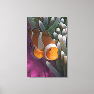 Västerländsk klovananemonfisk canvastryck