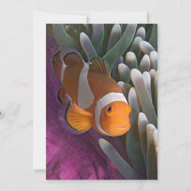 Västerländsk klovananemonfisk kort (Framsida)