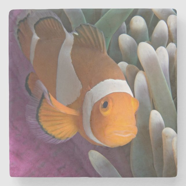 Västerländsk klovananemonfisk stenunderlägg (Framsidan)