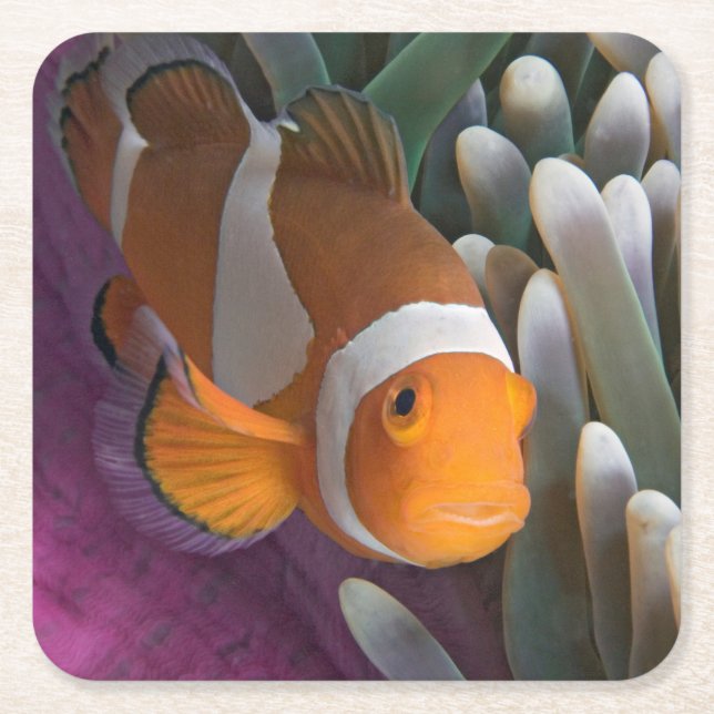 Västerländsk klovananemonfisk underlägg papper kvadrat (Framsidan)