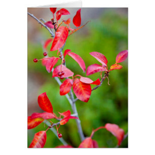 Västerländsk körsbär (Prunus Virginiana) på hösten Hälsningskort