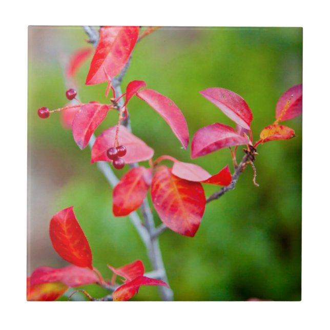 Västerländsk körsbär (Prunus Virginiana) på hösten Kakelplatta (Framsidan)