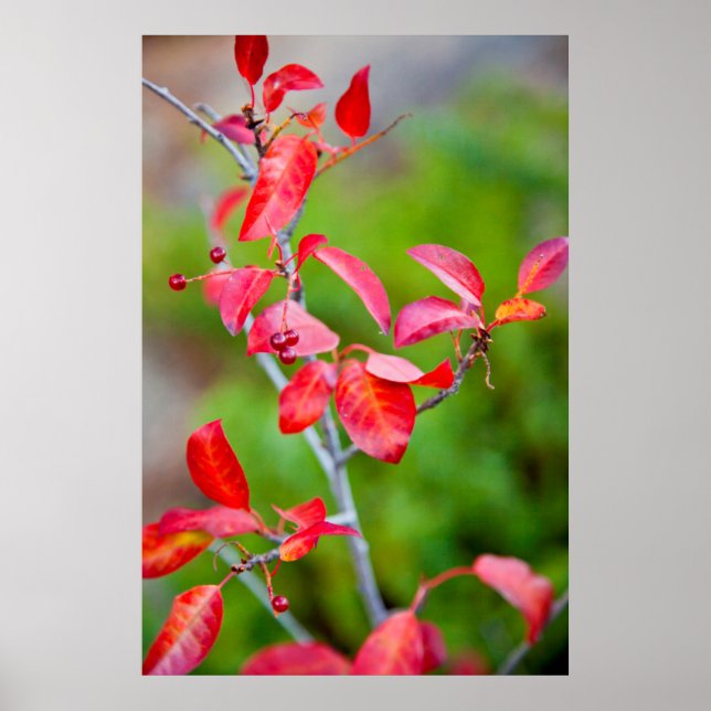 Västerländsk körsbär (Prunus Virginiana) på hösten Poster (Framsidan)