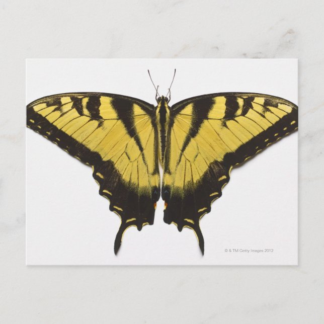 Västerländsk tiger swallowtail-fjäril vykort (Framsida)