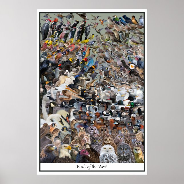 Västerns fåglar poster (Framsidan)