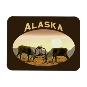 Västindien Duel - Alaska Magnet