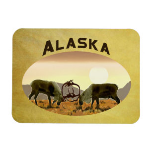 Västindien Duel - Alaska Magnet