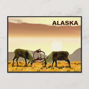 Västindien Duel - Alaska Vykort