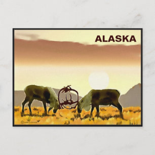 Västindien Duel - Alaska Vykort