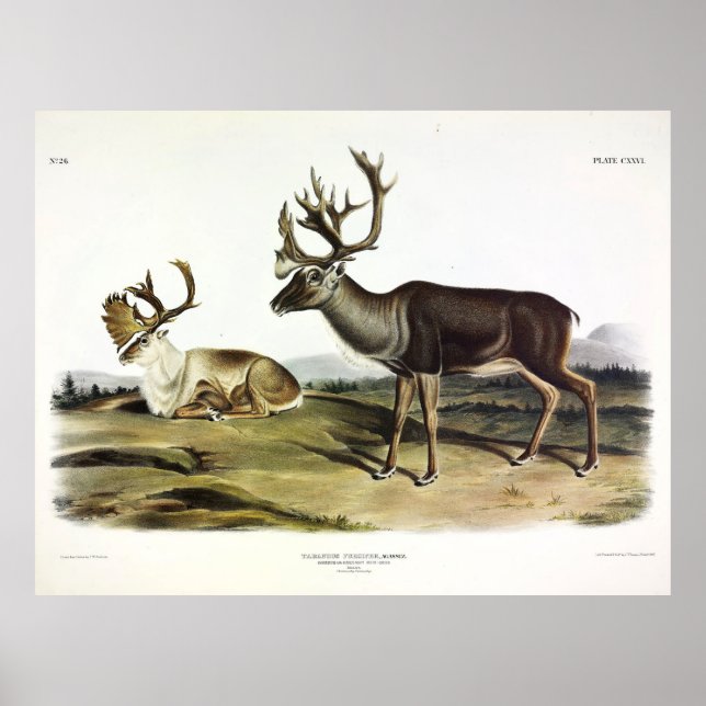 Västindien eller American Reindeer av Audubon Poster (Framsidan)