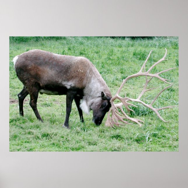 Västindien med Large Antlers Poster (Framsidan)