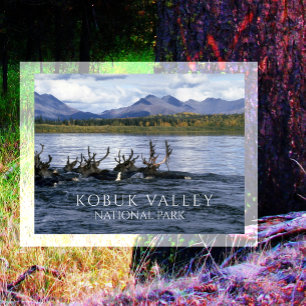 Västindien Migrerar över Kobuk River, Alaska Vykort