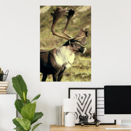 Västindien/Reindeer Wildlife Älskare Poster