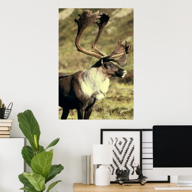 Västindien/Reindeer Wildlife Älskare Poster (Hemmakontoret)