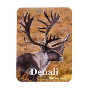 Västindien vid Denali Magnet