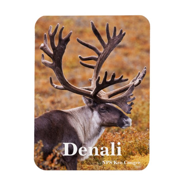 Västindien vid Denali Magnet (Vertikal)