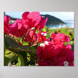 Västindiens Rosa Bougainvillea Island Life Poster