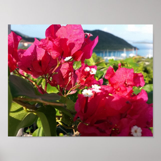 Västindiens Rosa Bougainvillea Island Life Poster (Framsidan)