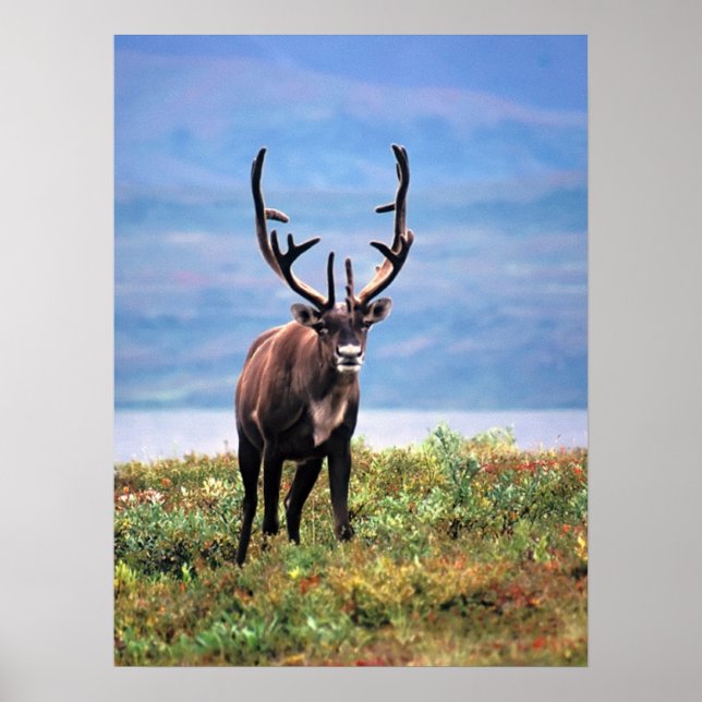 Västindior eller rener | Nationalparken Denali Ala Poster (Framsidan)