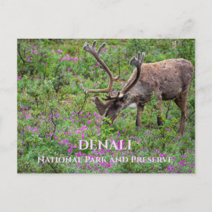 Västindiou Bull Grazing, Denali National Park, AK Vykort