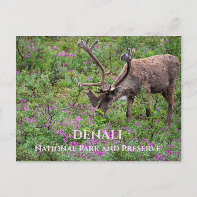 Västindiou Bull Grazing, Denali National Park, AK Vykort (Framsida)