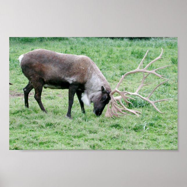 Västindiou Using Antlers Poster (Framsidan)