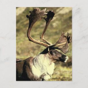 Västindiou Vykort