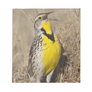 Västlig ängstrupial (Sturnella neglecta) Anteckningsblock