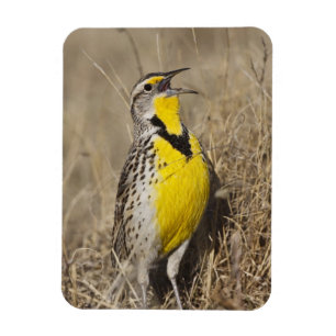 Västlig ängstrupial (Sturnella neglecta) Magnet