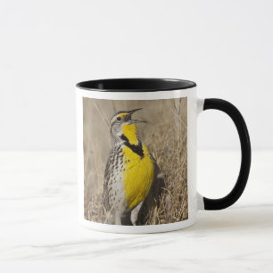 Västlig ängstrupial (Sturnella neglecta) Mugg