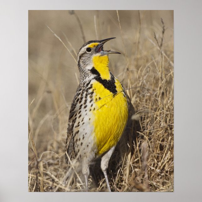 Västlig ängstrupial (Sturnella neglecta) Poster (Framsidan)