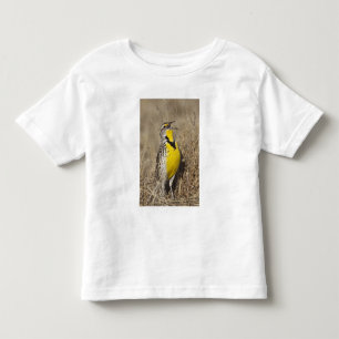 Västlig ängstrupial (Sturnella neglecta) Tee