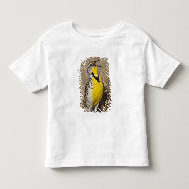 Västlig ängstrupial (Sturnella neglecta) Tee Shirt (Framsida)