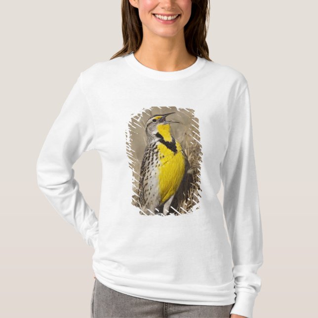 Västlig ängstrupial (Sturnella neglecta) Tröja (Framsida)