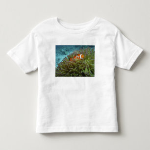Västlig klov fisk ( Amphiprion ocellaris ) Tee