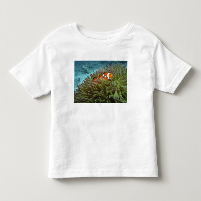 Västlig klov fisk ( Amphiprion ocellaris ) Tee (Framsida)
