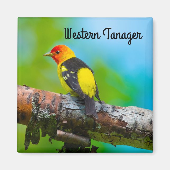 västlig tangara magnet (Framsidan)