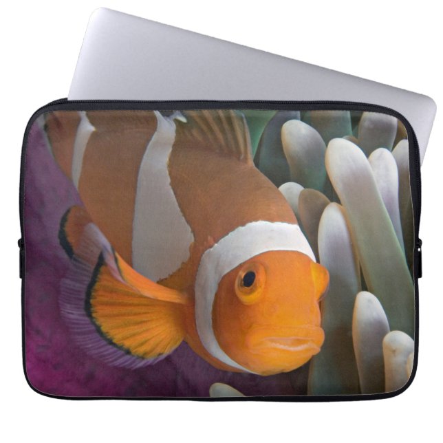 Västra clownfisk laptop fodral (Framsidan)