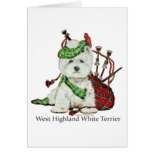 Västra höglands- Terrier Hälsningskort