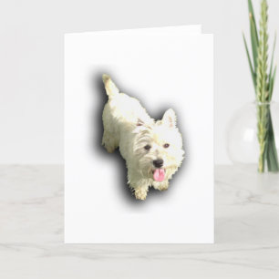 Västra höglands- Terrier Kort