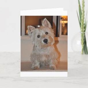 Västra höglands- Terrier Kort